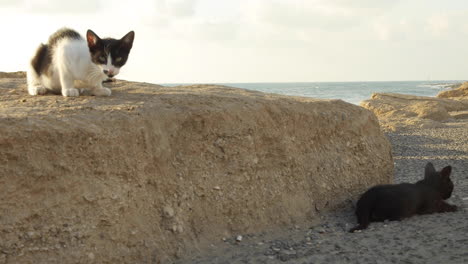 Zwei-Katzen-Spielen-Zusammen-Auf-Felsen-Mit-Blick-Auf-Den-Ozean