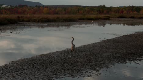 Grand-Heron-By-The-Lake-Of-Lac-Bromont,-Eastern-Townships-Bromont-In-Quebec-Canada-During-Autumn