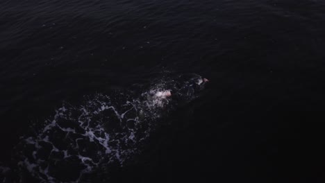 Man-Swimming-In-Ocean-Drone-Overhead