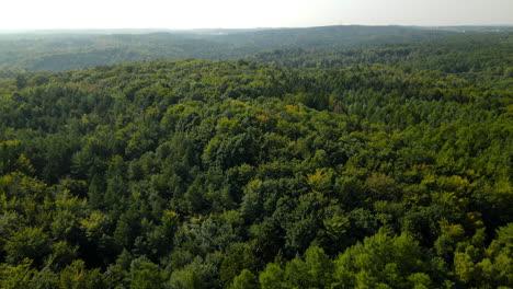 Aerial-flyover-lush-green-deciduous-northern-European-forest-trees-canopy