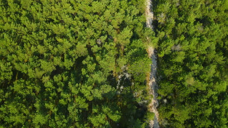 Aerial-flight-over-narrow-dirt-road-through-bright-green-forest-near-Stilo