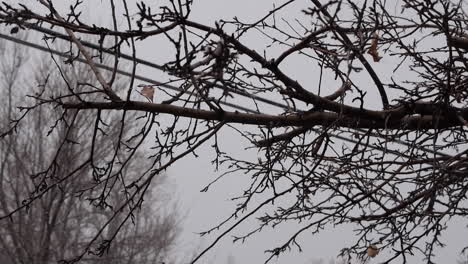 Slow-Falling-on-Dead-Tree-Branches-on-Cold,-Cloudy-Winter-Day,-Single-Leaf