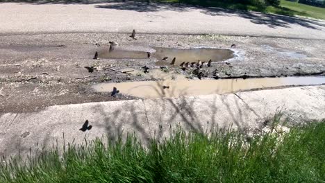 SLOW-MOTION---Birds-drinking-water-from-a-puddle-on-the-side-of-the-road-on-a-sunny-day