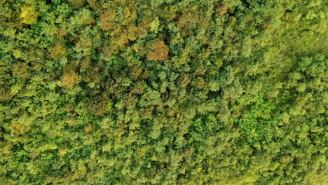 Fly-over-drone-shot-revealing-of-the-trees