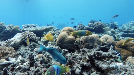 Paisaje-De-Arrecifes-De-Coral-En-El-Océano-Azul-Profundo-Con-Variedad-De-Coloridos-Peces-De-Arrecife-Nadando-Bajo