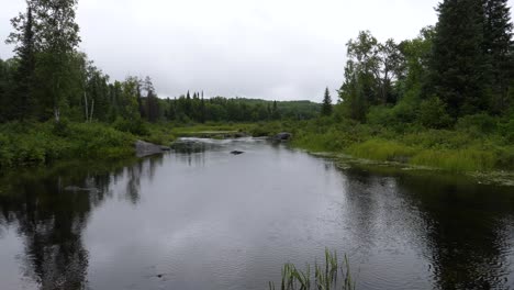 Isolated-Peaceful-Stream-Surrounded-by-Greenery-Landscape-on-Overcast-Summer-Day---Shrubs-Trees-and-Water-Wide-Angle-in-Canada
