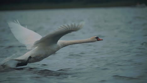 Breathtaking-wildlife-scene-of-mute-white-swan-taking-off-from-water-for-flight-in-lake,-park,-dusk