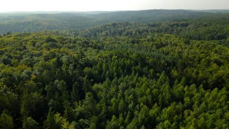 Vista-Aérea-De-Las-Copas-De-Los-árboles-De-Un-Gran-Bosque-De-Pinos-Verdes-En-El-Norte-De-Polonia