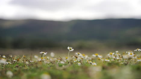 Shallow-depth-of-field-shot-of-a-White-Daisy-Frame-Centered-on-a-Field-of-White-Daisies