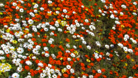 Flores-De-Namaquland,-Cabo-Norte
