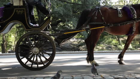 Horse-and-Carriage-Move-Through-Park,-Pigeons,-Walkers,-Mother-With-Stroller-Crossing,-Slow-Motion