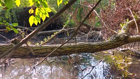 Fallen-tree-hovers-over-swamp-water,-static