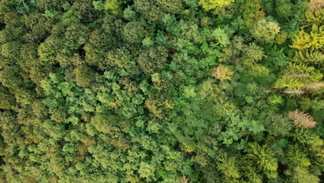Fly-over-drone-shot-revealing-in-the-middle-of-the-forest