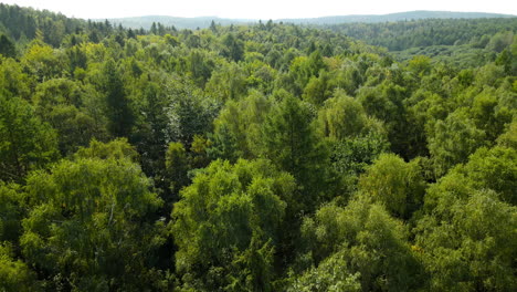 Drone-fly-by-movement-straight-above-the-beautiful-green-forest-of-WItomino,-Poland