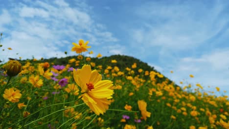 Flores-Amarillas-Y-Una-Montaña