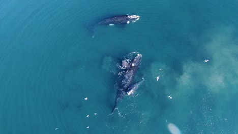 Südliche-Glattwale-Schwimmen-Im-Blauen-Seichten-Wasser-Des-Patagonischen-Meeres
