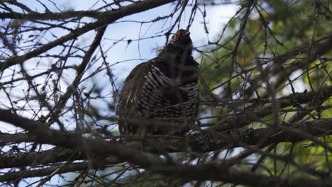 Closeup-Of-Wild-Spruce-Grouse-Bird-Perched-In-A-Tree