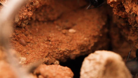 Ants-in-the-nest-in-desert