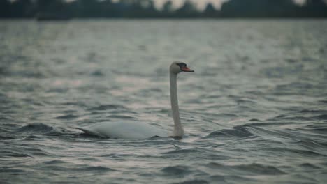 Majestic-white-swan-swimming-gracefully-in-lake-on-windy-day,-wildlife-in-nature,-dusk,-slow-motion
