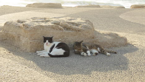 Zwei-Faule-Katzen-Legten-Sich-Zusammen-Auf-Felsen-Mit-Blick-Auf-Den-Ozean