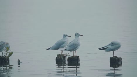 Seagulls-standing-on-wooden-posts