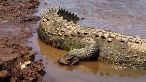 Hinterbeine-Und-Der-Große-Schwanz-Eines-Großen-Krokodils-Am-Ufer-Des-Flusses-Tarcoles,-Costa-Rica