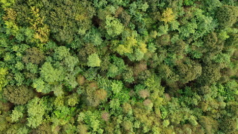 Forest-drone-view-in-summer-day
