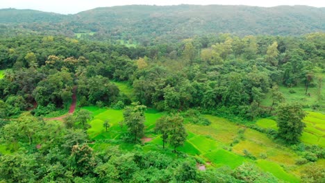 indian-maharashtra-rice-field-in-green-mountains-droen-shot-top-view