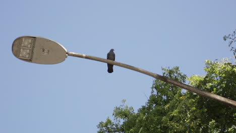 Lone-Bird-Sits-on-Top-of-Light-Pole-in-a-Park,-Close-Up-Shot,-Slow-Motion