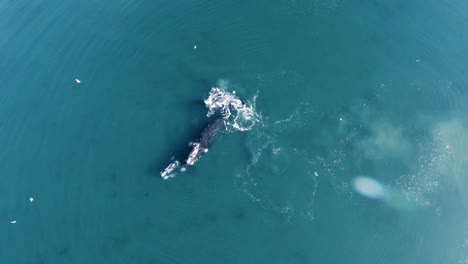 Top-View-Of-Whales-Meeting-In-Slow-Motion-In-The-Patagonian-Sea-In-Argentina---aerial-drone