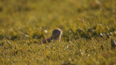 Curious-European-ground-squirrel-stares-at-camera,-close-up-shot