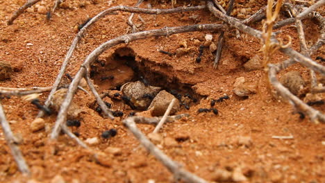 Ants-working-on-nest-in-desert-dunes