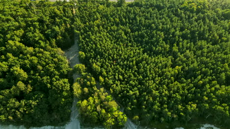 Drone-view-of-narrow-Kuznica-isthmus-coast-with-beach-forest-and-road-between-ocean