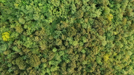 Forest-drone-view-in-summer-day