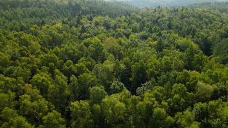 Luftneigung-Nach-Unten-Auf-Malerischen-Waldpark-In-Abgelegenem-Wildnisgebiet-Mit-Sanften-Hügeln
