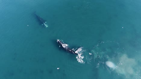 Southern-Right-Whales-in-shallow-waters-of-Patagonian-Sea---aerial-slow-motion