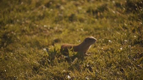Close-shot-of-a-squirrel-looking-at-the-camera-in-a-grass-field