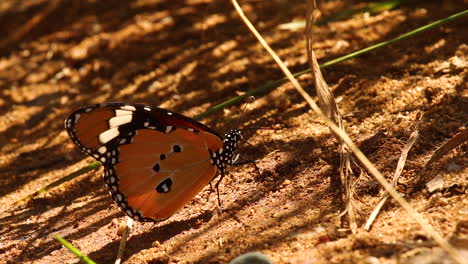 Monarchfalter-In-Der-Wüste