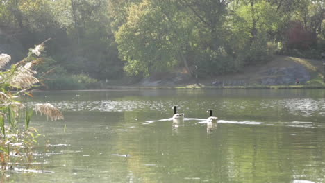 Ducks-Swimming-Away-in-Big-Pond,-Slow-Motion