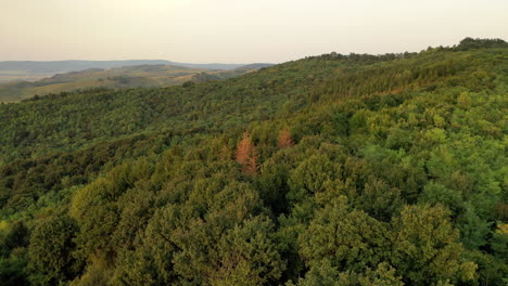 Wald-Aus-Drohnenansicht-Im-Herbst
