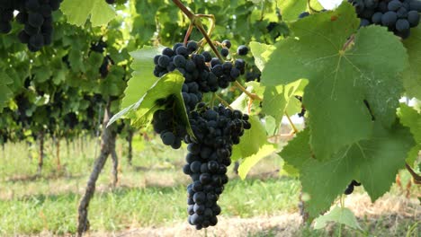 Group-of-Red-Wine-Grapes-on-a-Grapevine-in-Summer-Ready-to-Harvest---Baden-Wuerttemberg,-Germany
