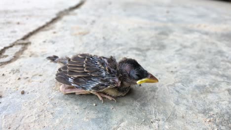 Chick-fallen-from-its-nest-on-a-concrete-floor