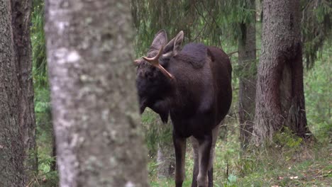 A-large-elk-walked-in-the-woods