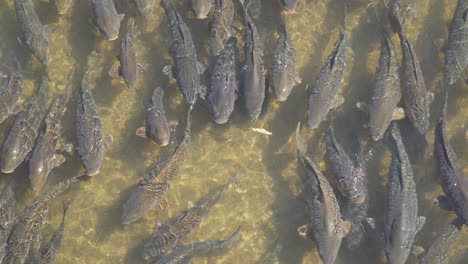 School-of-Carp-fishes-in-shallow-water-on-a-sunny-day