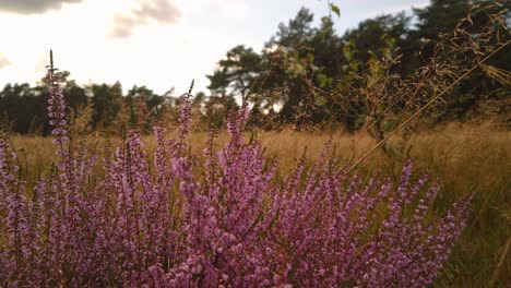 Blooming-heather-on-a-blurred-sunset-background