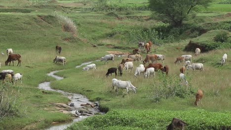 Vacas-Pastando-En-Los-Campos-Cerca-De-Giridih-En-Jharkhand,-India,-El-27-De-Septiembre-De-2020
