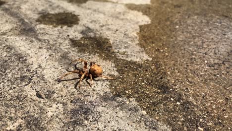 Wet-brown-spider-in-slow-motion-on-a-concrete-floor