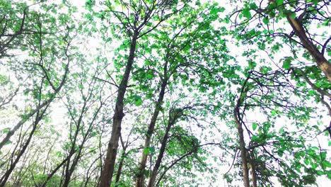 Sicht,-Rotierende-Aufnahme-Mit-Bäumen-Im-Wald