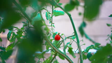 Ripe-cherry-tomato-clinging-to-the-vine-on-a-windy-day---slow-motion
