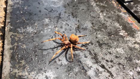 Wet-spider-trying-to-move-over-a-concrete-floor